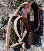 Can�goi, collari per animali